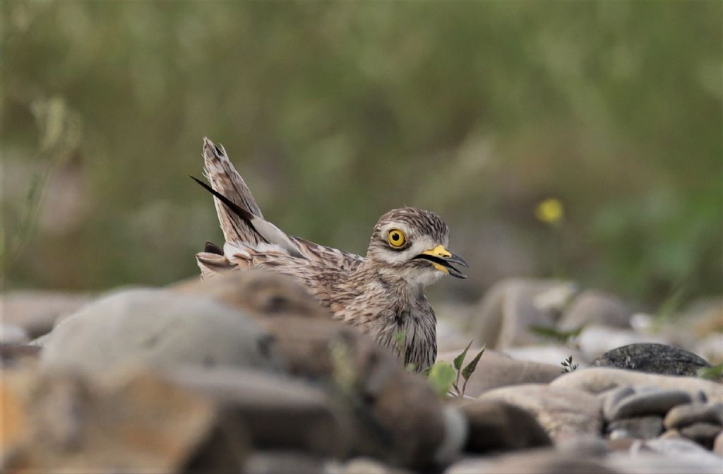 Occhioni e la legge della natura